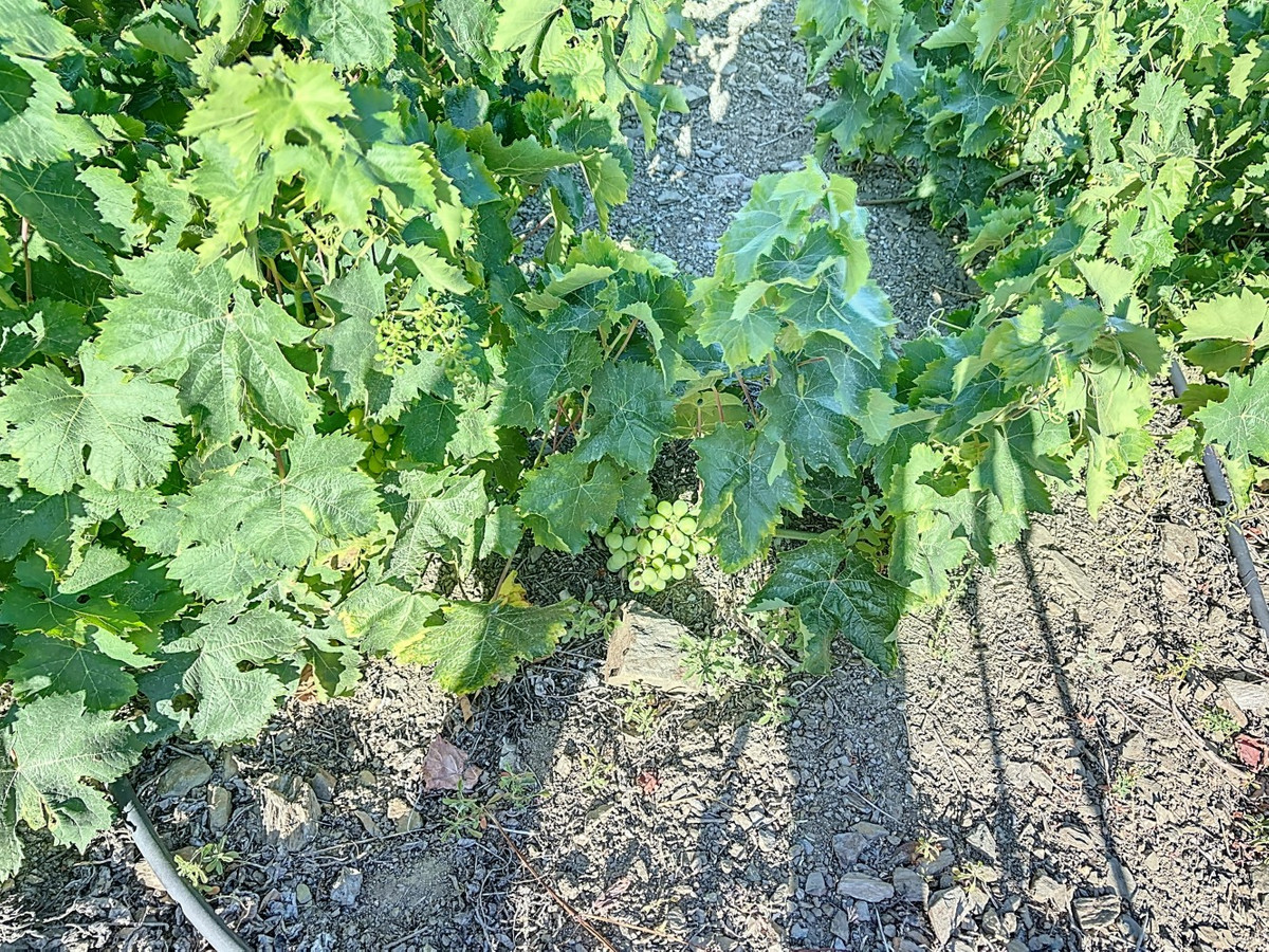 Te koop Finca - Cortijo Costa Del Sol Benamargosa € 288.000,-