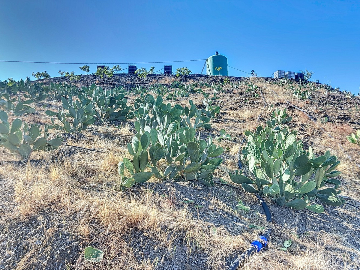 Te koop Finca - Cortijo Costa Del Sol Benamargosa € 288.000,-