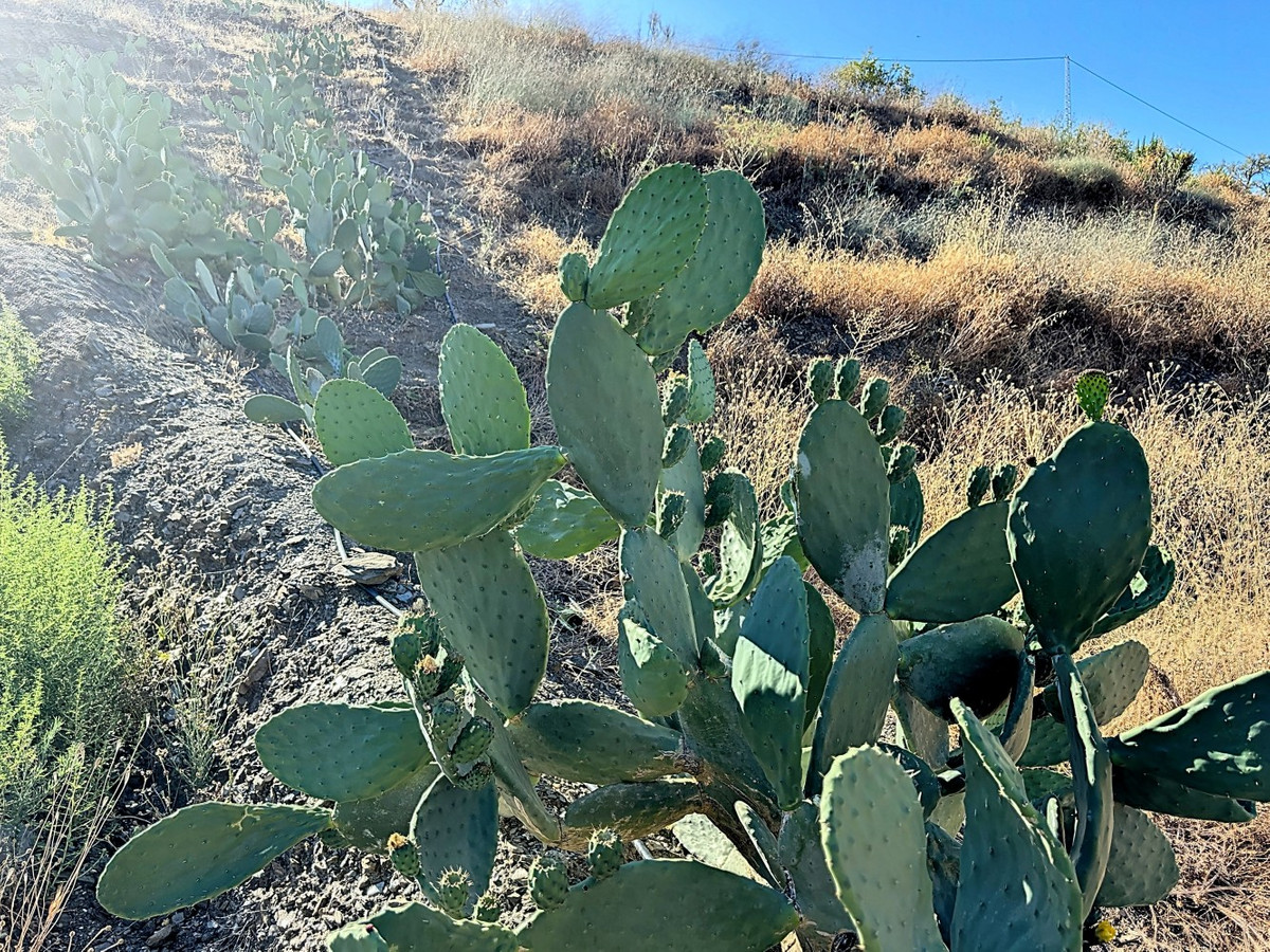 Te koop Finca - Cortijo Costa Del Sol Benamargosa € 288.000,-