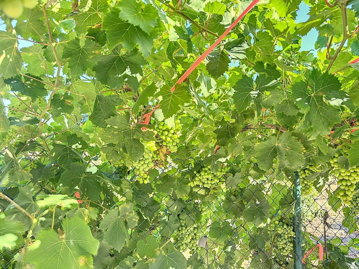 Te koop Finca - Cortijo Costa Del Sol Benamargosa € 288.000,-