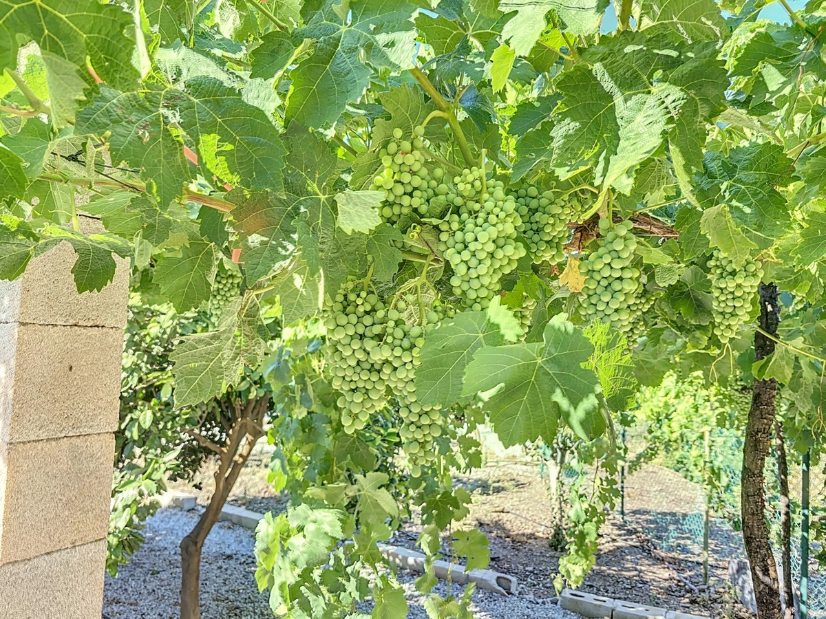 Te koop Finca - Cortijo Costa Del Sol Benamargosa € 288.000,-