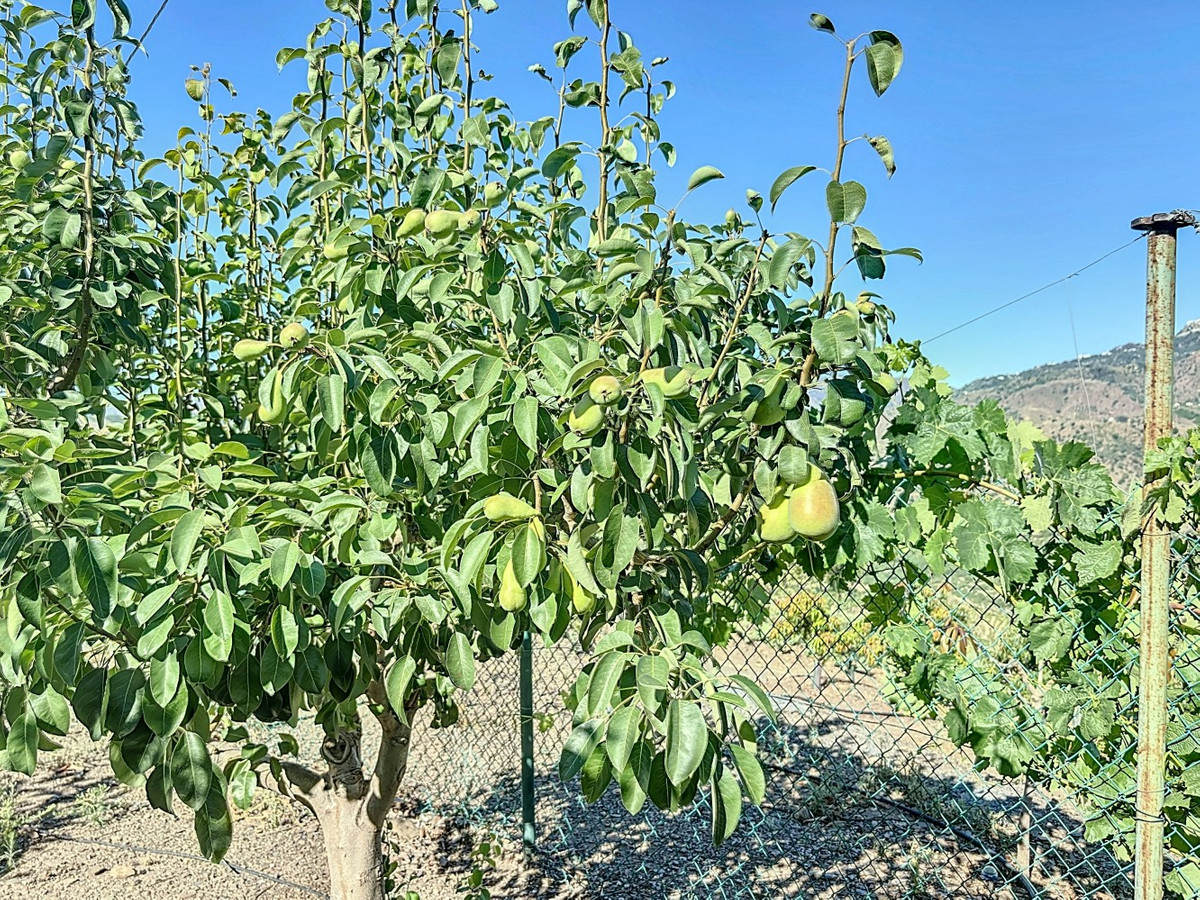 Te koop Finca - Cortijo Costa Del Sol Benamargosa € 288.000,-