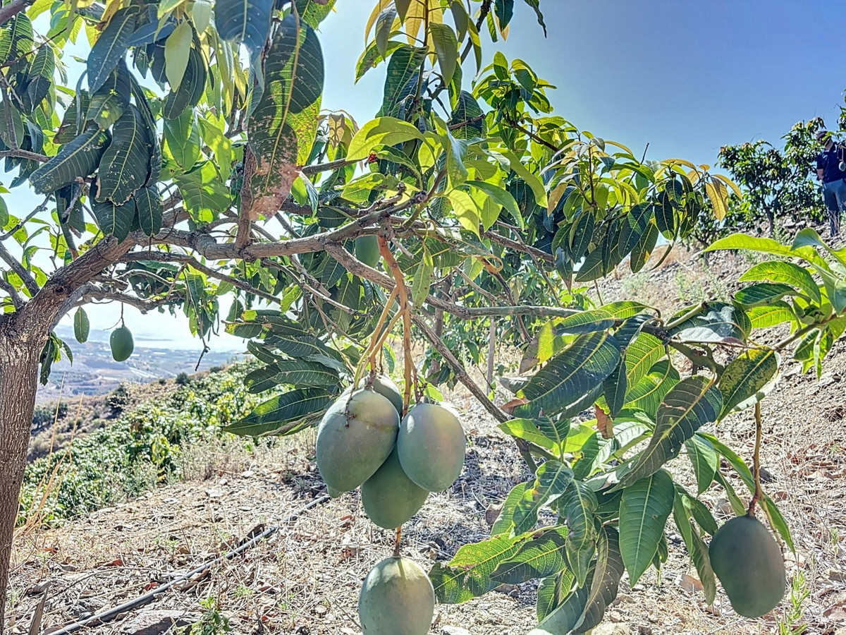 Te koop Grond Costa Del Sol Cajiz € 425.000,-