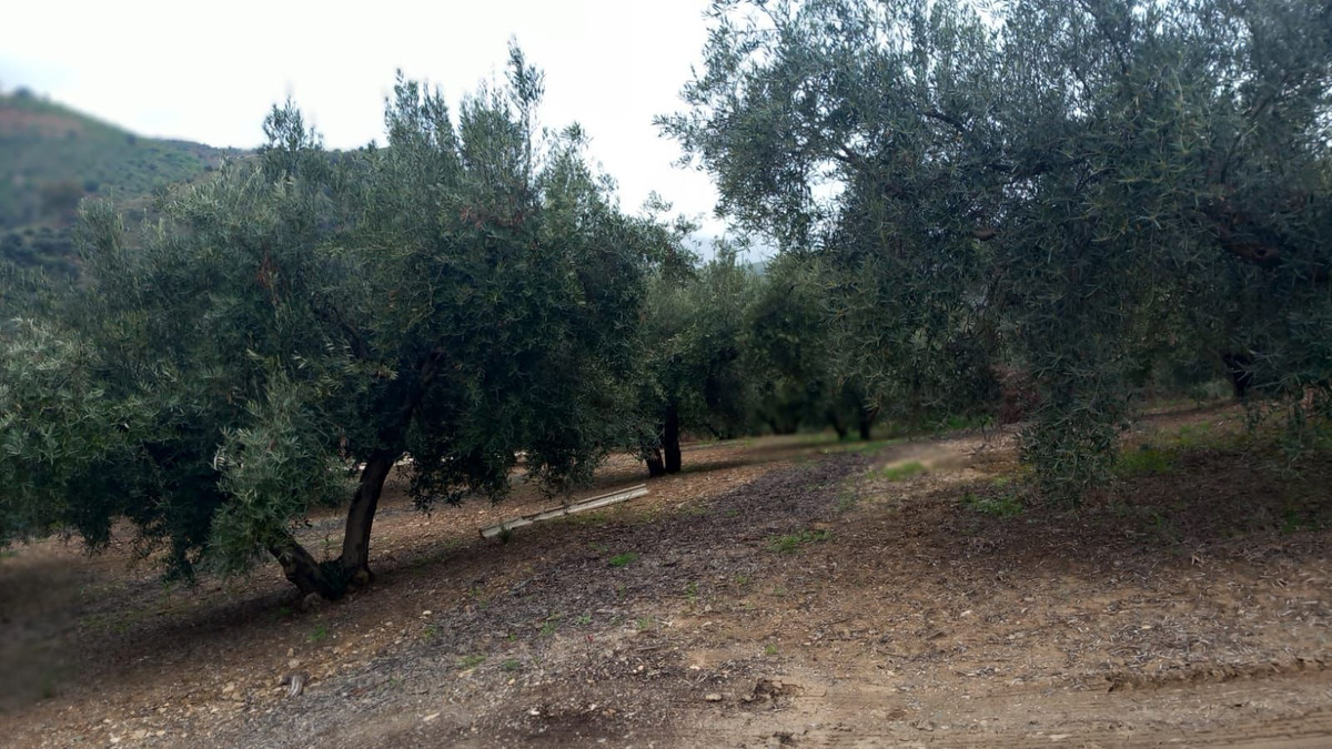 Te koop Finca - Cortijo Costa Del Sol Riogordo € 220.000,-