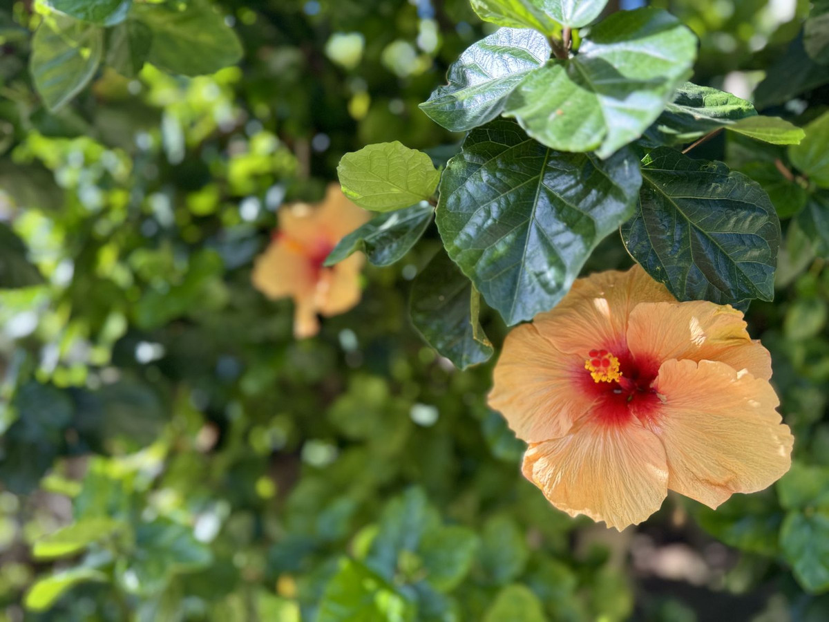 Te koop Middle Floor Apartment Costa Del Sol El Chaparral € 350.000,-