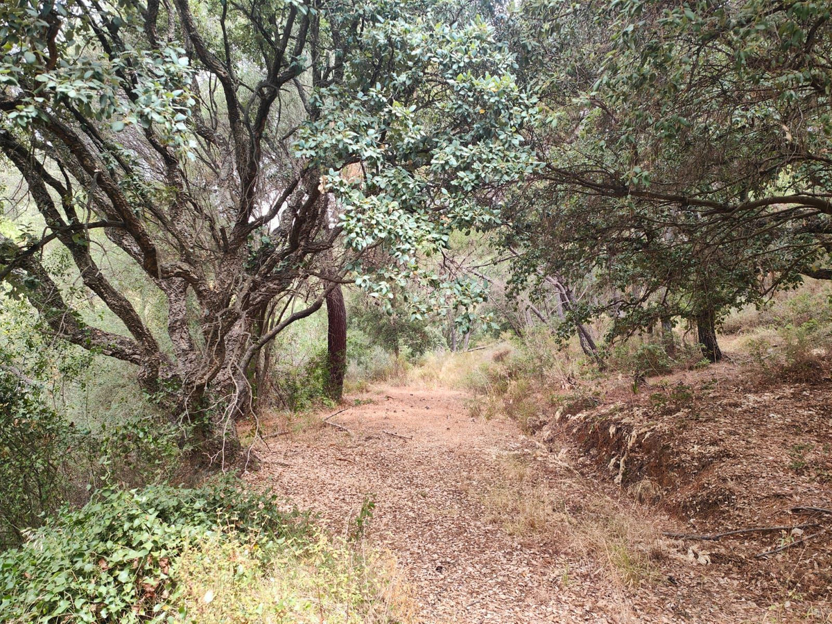 Te koop Grond Costa Del Sol Istán € 4.000.000,-