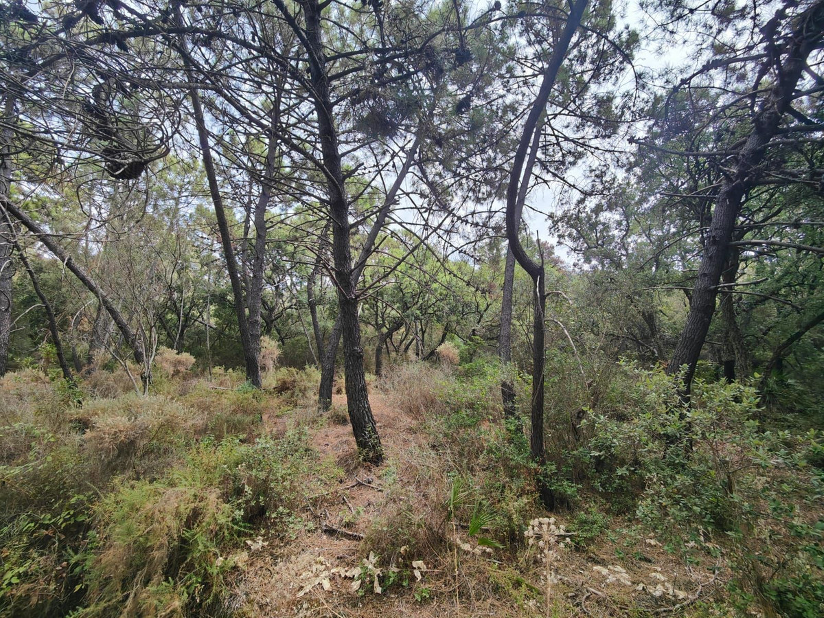 Te koop Grond Costa Del Sol Istán € 4.000.000,-