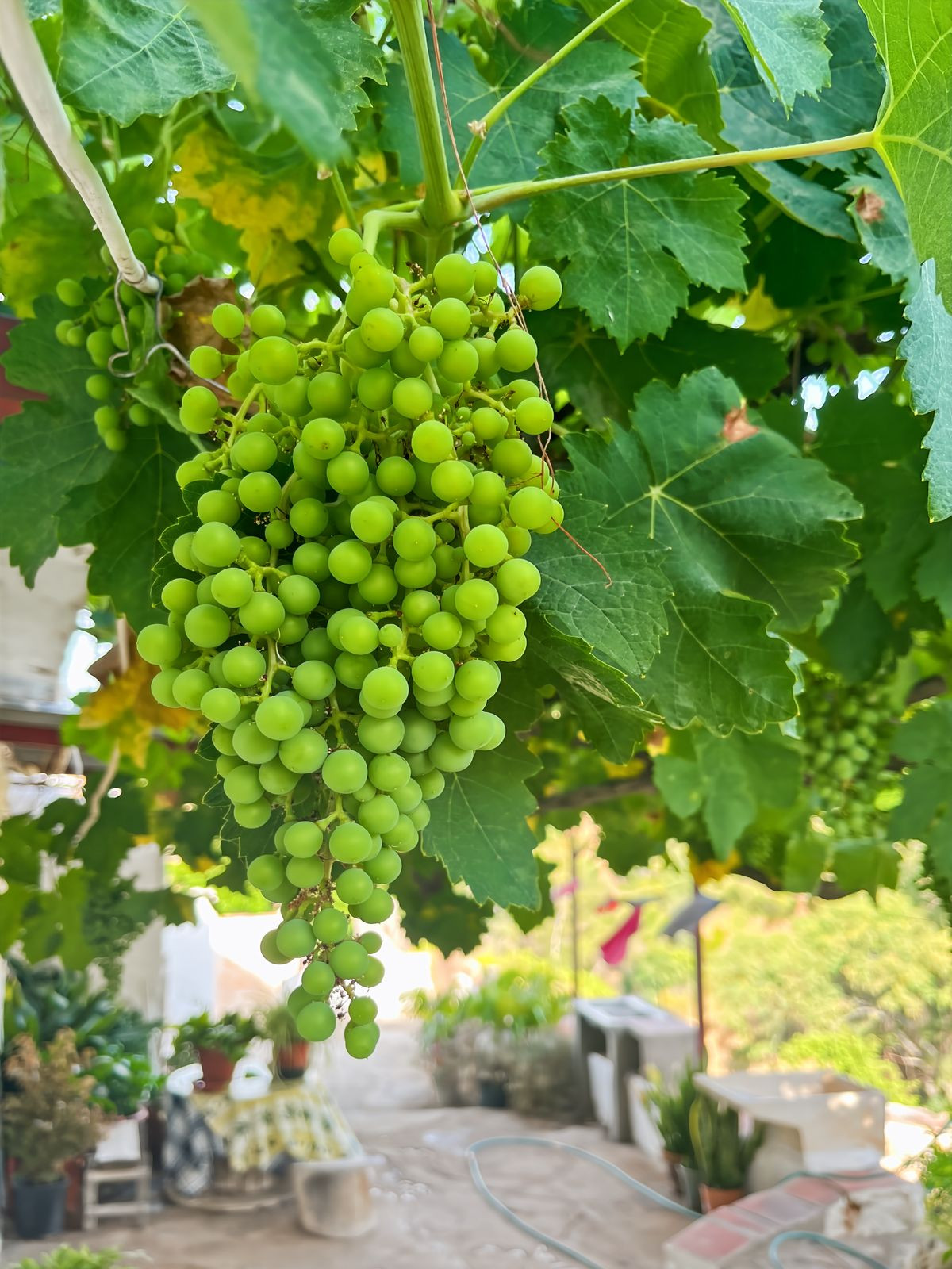 Te koop Finca - Cortijo Costa Del Sol Comares € 288.000,-