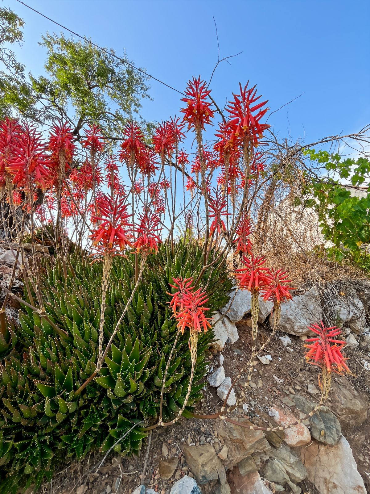 Te koop Finca - Cortijo Costa Del Sol Comares € 288.000,-